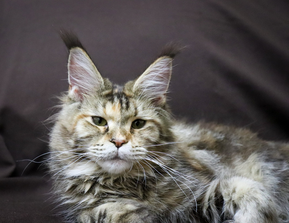 Filhote maine coon